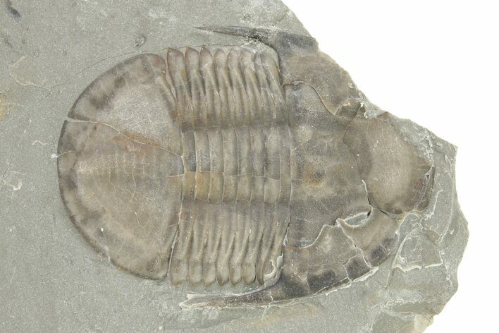 Isoteloides Flexus Trilobite - Fillmore Formation, Utah #274039